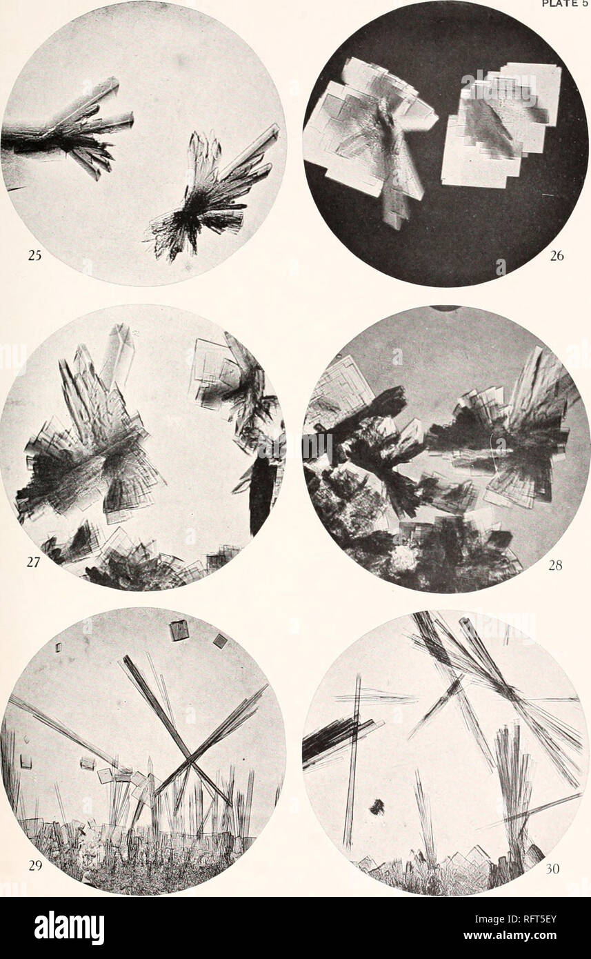 . Der Carnegie Institution in Washington Publikation. Platte 5. 30-."&gt;. Metoxyhempglobin der Karpfen (Ci/jinnux Auto/iin), garbe - wie Aggregate. 26. Gleichen, zeigt Parallelen Wachstum von Platten, in polarisiertem Licht. 27. Gleichen, zeigt unregelmäßige Aggregate, produziert hy Anhäufen von Platten. 28. Gleichen, das parallele Wachstum von tafelige Kristalle. 29. Reduzierte Hämoglobin des Karpfen, Anzeigen lange prismatische Kristalle mit akuten macrodorne (401), und auch tafelige Kristalle. 30. Gleichen, prismatische Kristalle wachsen in der garbe-förmige Tufts.. Bitte beachten Sie, dass diese Bilder aus gescannten extrahiert werden Stockfoto