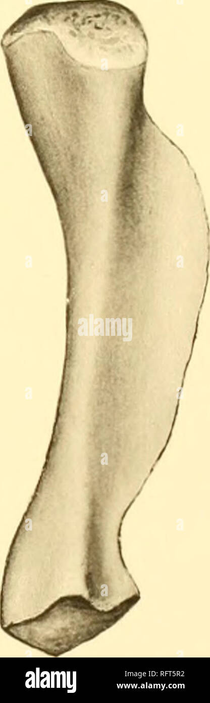 . Der Carnegie Institution in Washington Publikation. . Cacops