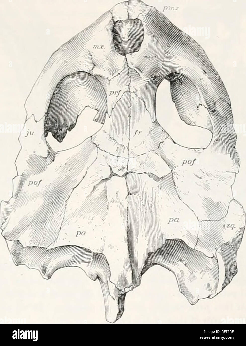 . Der Carnegie Institution in Washington Publikation. TOXOl'H! • I' ll i&gt; ich. [83 Der Schädel ist breit und es war wahrscheinlich ursprünglich wesentlich deprest, aber in welchem Ausmaß die gegenwärtigen Ebenheit durch Druck nicht bestimmt werden kann. Die Umrisse von oben gesehen (Abb. 235) sind stark wie jene ot Porthochelys laticeps, aber der Schädel ot der vorliegenden Art ist länger als breit. Die Seiten ot der Schädel konvergiert langsam an der Vorderseite ot die Bahnen, wo die Breite ist immer noch 100 mm., dann schnell die Spitze der Schnauze. Die Gliederung ist so, dass die Schnauze erscheint etwas produziert. Die occ Stockfoto