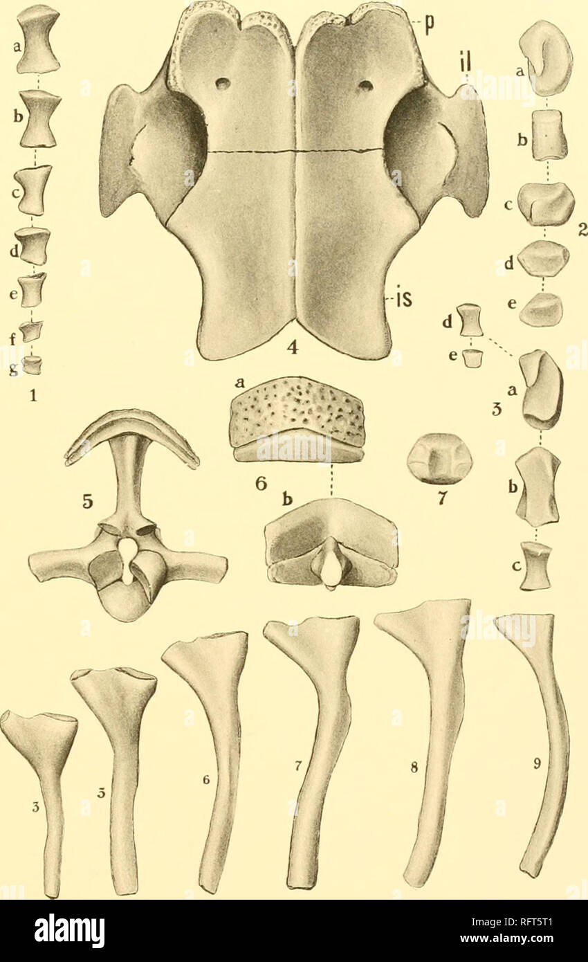 . Der Carnegie Institution in Washington Publikation. Fall - Amphibien und Fische. Cacops aspidephorus. Nr. 647 Univ. Chicago. X%. 1. Verschiedene toe Knochen von der linken Hinterfüße. 2. Tarsals des gleichen Fuß. 3. Carpals und Phalangen der linken Hinterfüße. 4. Die untere Fläche des Beckens. 5. Die zwölfte Wirbel, Vorderansicht, links pleurocentrum weggelassen. 6. Der dorsalen Schild der gleichen Wirbel; a, b, von oben, von unten. 7. Intercentrum. 8. Rippen, als nummerierte; drei und fünf von der linken Seite, der andere von rechts. Alle Zahlen nach Williston.. Bitte beachten Sie, dass diese Bilder extrac sind Stockfoto