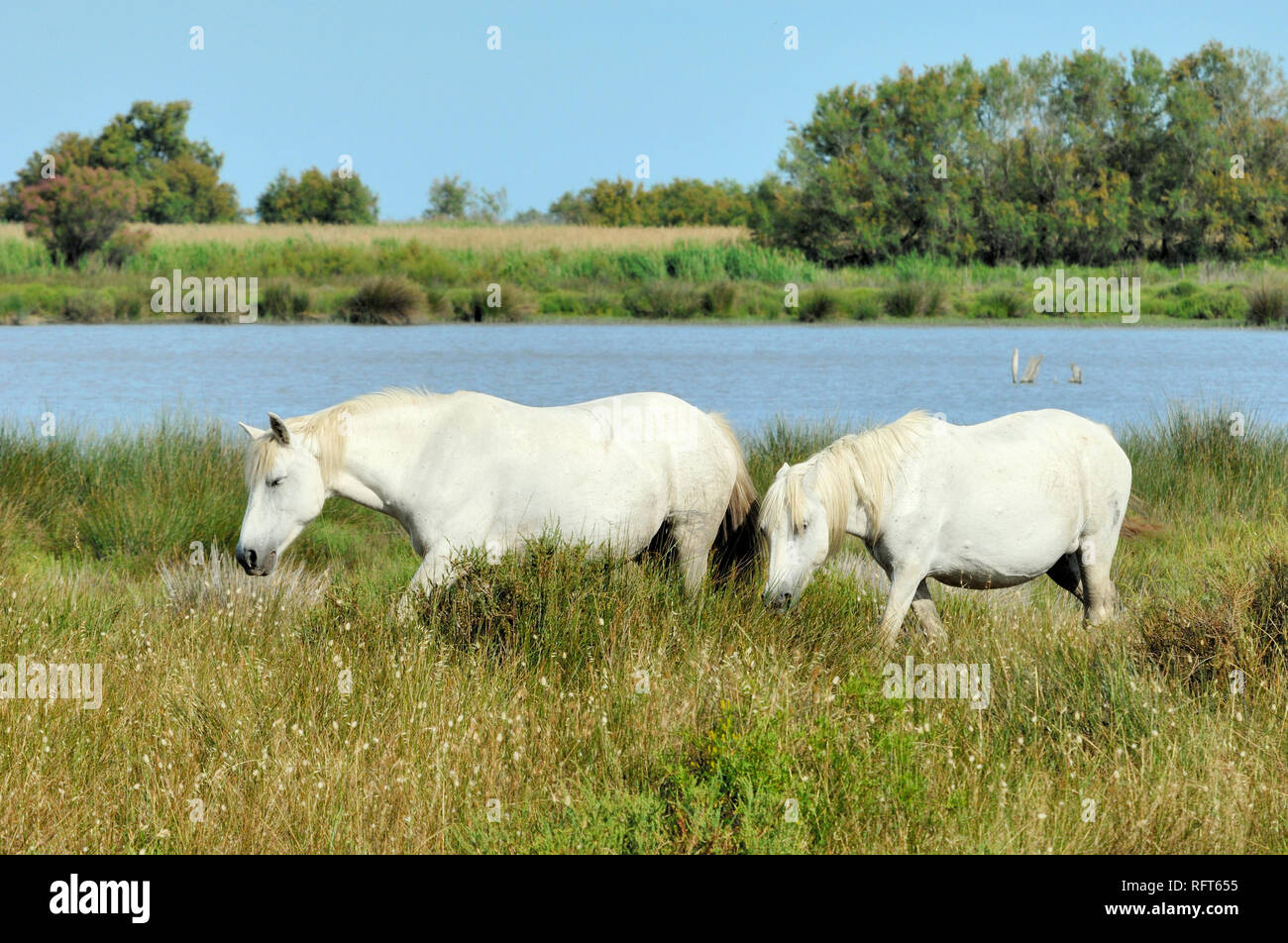 Paar oder zwei weisse Camargue Pferde grasen am Ufer des Etang Vaccarès See in der Camargue Feuchtgebiete Provence Frankreich Stockfoto