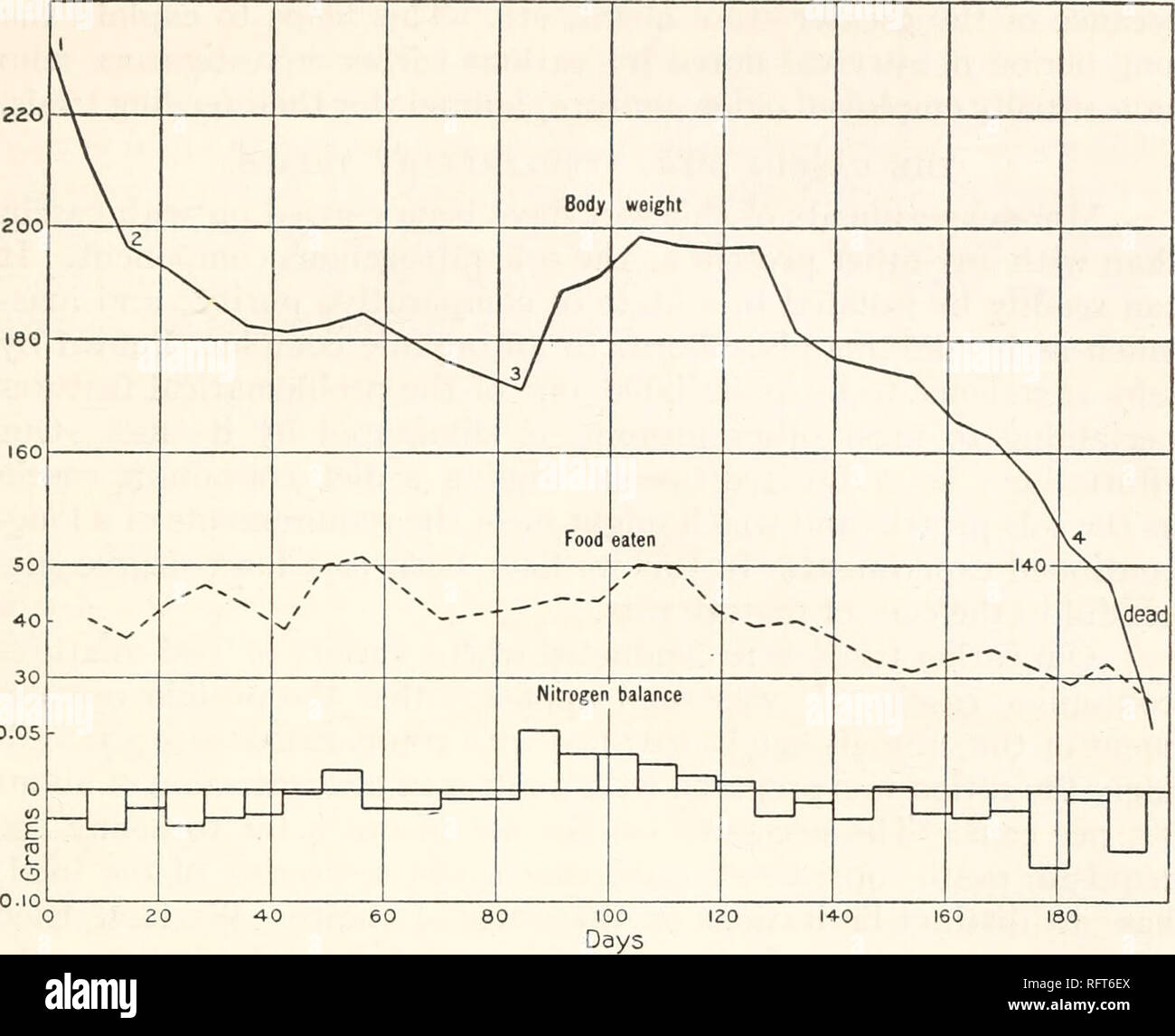 . Der Carnegie Institution in Washington Publikation. Fütterung Experimenten mit isolierten essen Substanzen. 31. ? 0,05 Chart X.- Ratte 12, auf Hund Biscuit-Lard Diät für 84 Tage gefüttert und dann auf Milchpulver - Starch-Lard Diät für 113 Tage. Zahlen auf Körpergewicht Zeile zeigen an, zu welchem Zeitpunkt jeder Periode begann. Diskussion. Die Ratten xxviii xxix und zeigte einen stetigen Rückgang auf den Hund - Keks - Fettes Gemisch (s. 13). In Anbetracht der Menge der Nahrung gegessen, es muss darauf hingewiesen werden muss, dass der Stickstoffgehalt relativ gering war (N = 1,65 Prozent). Ratten 10, 11 und 12 zeigten auch, die am Anfang des Experiments, Stockfoto