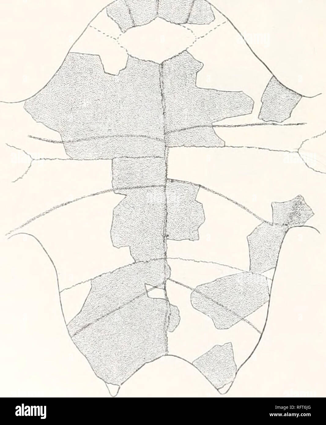 . Der Carnegie Institution in Washington Publikation. Ich 10 FOSSILE SCHILDKRÖTEN VON NORDAMERIKA. Wirbelsäule. Länge. Breite. 75 75 77 75 10° 75 86 1 auf die Vor- und Rückverstellung Breite der ersten Rippenbögen ist 64 mm. Am proximalen Ende; seine grösste Breite: ca. 90 mm. Seine Länge ist auf 120 mm geschätzt. Auf der unteren Seite am distalen Ende, eine tiefe Baugrube ist dreieckig, 40 mm lang, für die axillare untermauern. Von einem breiten Grat steigt auf den Rib-Leiter der Rippenbögen. Vor dem Grat entlang der proximalen Drittel oder mehr, ist eine andere Kante, schärfer und Prominenten, der ersten Rippe. Der 5. Stockfoto