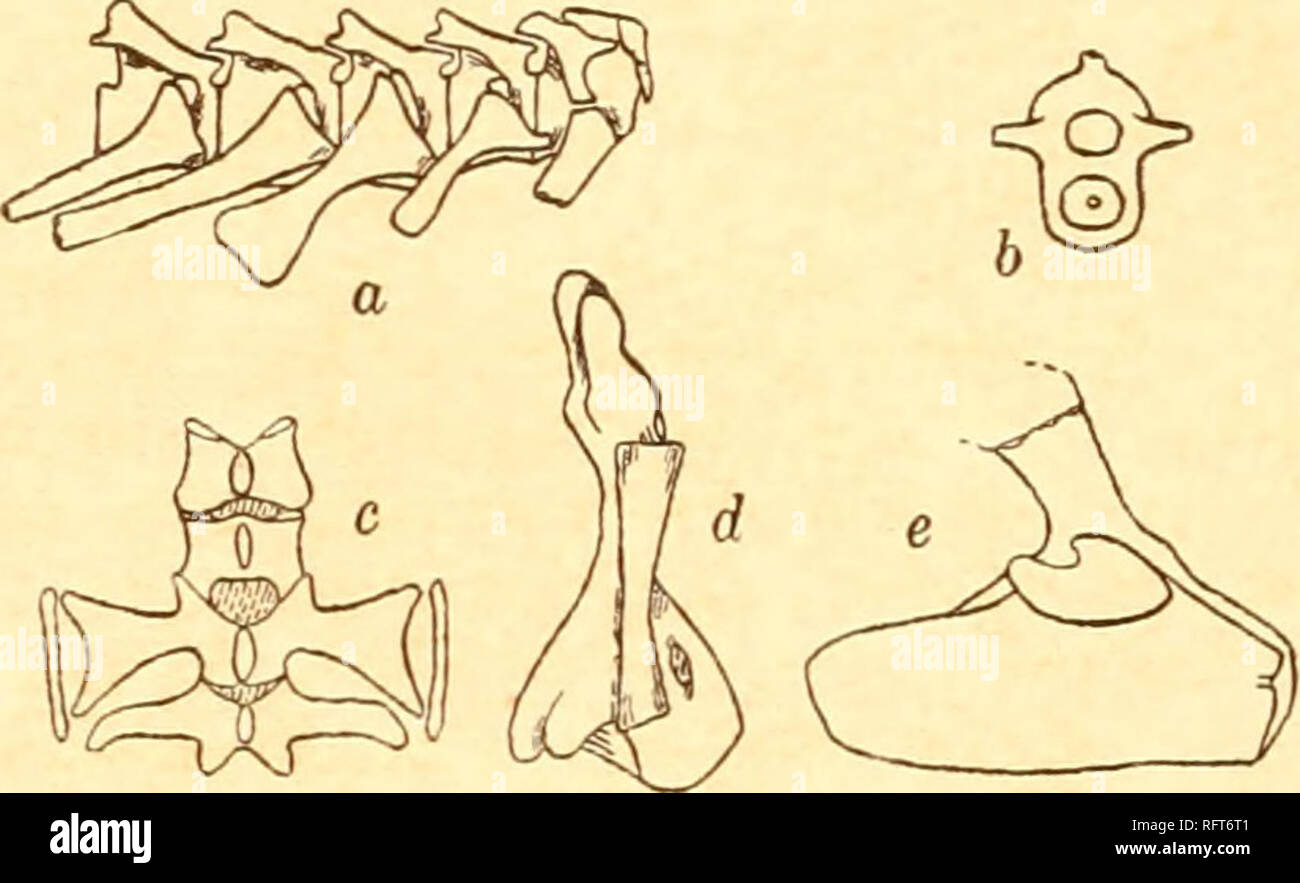 . Der Carnegie Institution in Washington Publikation. . Abb. 42.- Unterkiefer des Kann gustier ps-X w. Nr. 4456 Bin. Mus. d, dentary; sp, splenial; Sa, surangular; ein, Gelenkentzündungen Abb. 4}.- Captorhinus. xi - Nr. 4424 Bin. Mus.a, Halswirbel?; b, Querschnitt einer Brustwirbel. r, beckenwirbel?; d, Humerus und Radius; t, linke Seite des Beckens. Hals-, Brust- und Lendenwirbelsäule. Alle Wirbel haben niedrige, abgerundete neuronale Bögen, mit breiten zygapophyses. Die Anteroposteriore und quer Durchmesser der neuronalen Bögen sind fast gleich. Die Querfortsätze der anterioren Verte - Bh; h stammen Stockfoto