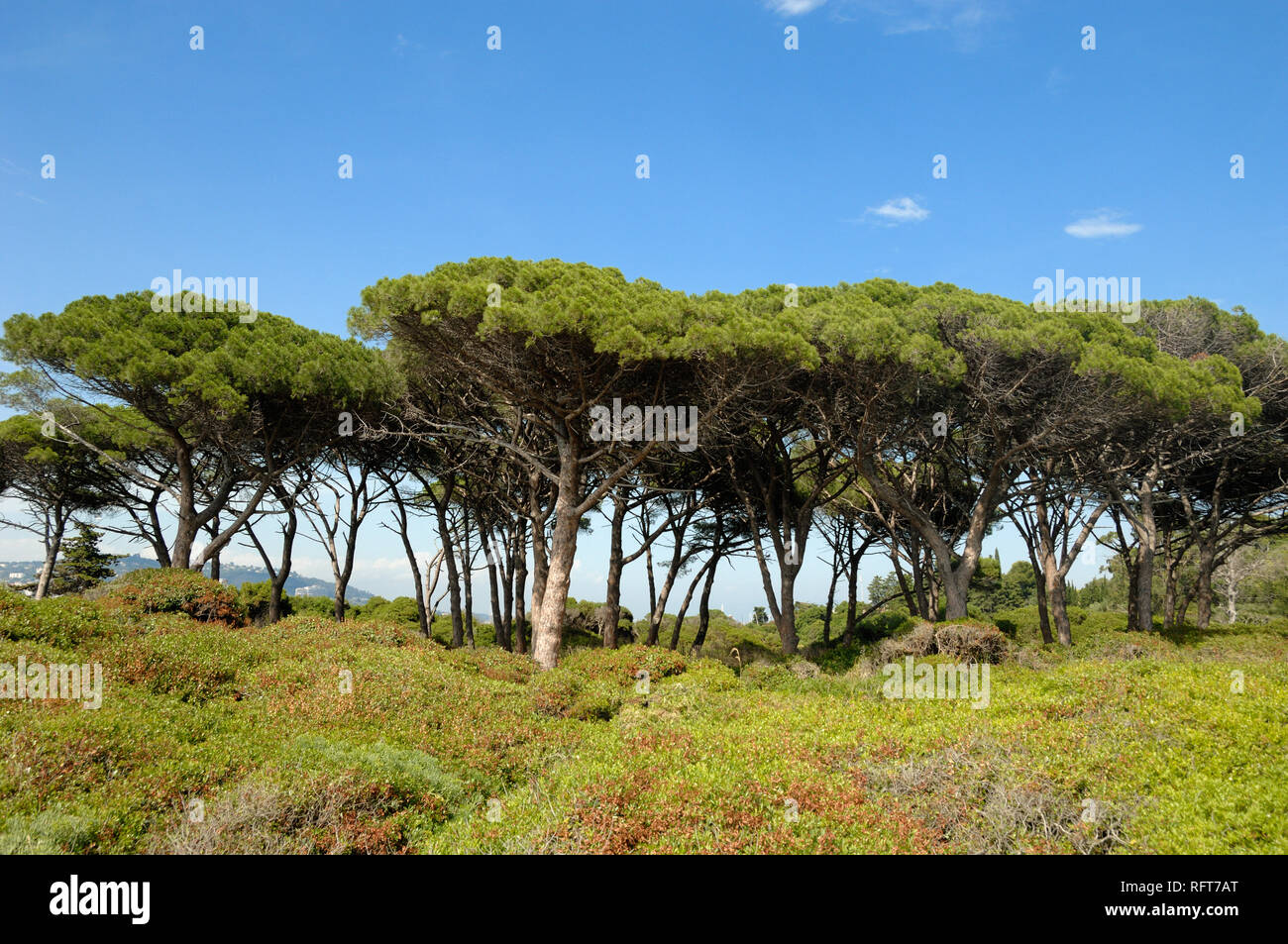 Reihe von Schirmpinien, Sonnenschirm Kiefern oder Stein Kiefern, Pinus Pinea, auf der Île Sainte Marguerite Insel vor der Küste der französischen Riviera in Cannes. Stockfoto