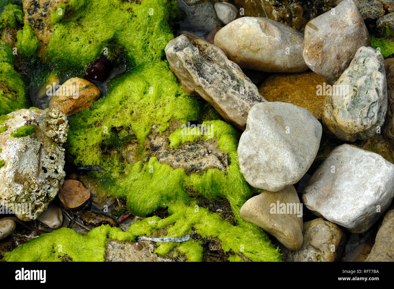 Abstrakte natürlichen Muster von Geröll und Algen bedeckt Felsen ao der Küstenlinie in Île Saint Honorat, einer der die Lérins Inseln, Französische Riviera Stockfoto