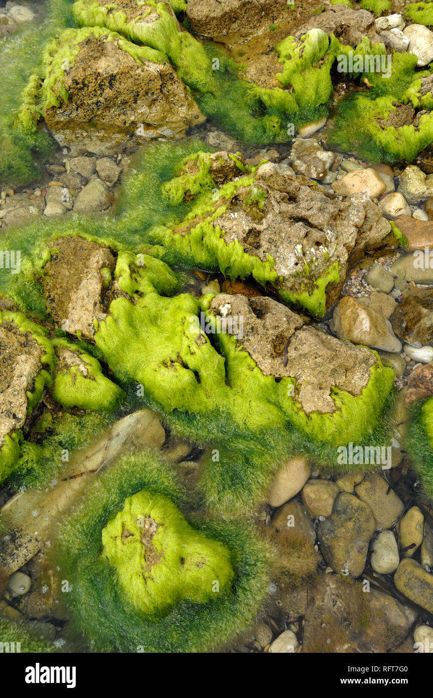 Abstrakte natürlichen Muster von Geröll und Algen bedeckt Felsen ao der Küstenlinie in Île Saint Honorat, einer der die Lérins Inseln, Französische Riviera Stockfoto