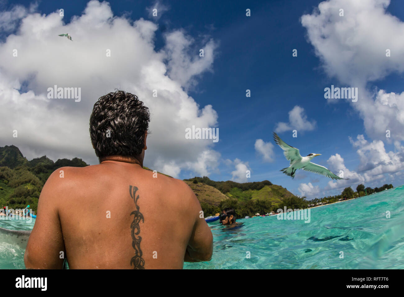 Terns durch lokalen Guide gefüttert mit back Tattoo in den flachen Gewässern von Stingray City, Moorea, Gesellschaftsinseln, Französisch Polynesien, Pazifik Stockfoto