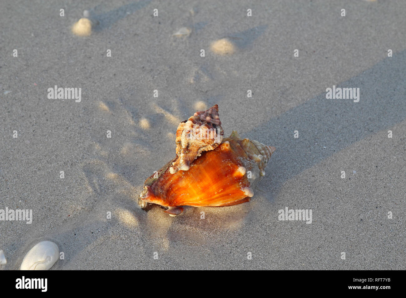 Räuberische apple murex Schnecke (Phyllonotus pomum) angreifen und Essen ein Florida fighting Conch (Strombus Alatus) Lighthouse Beach auf Sanibel Island Stockfoto