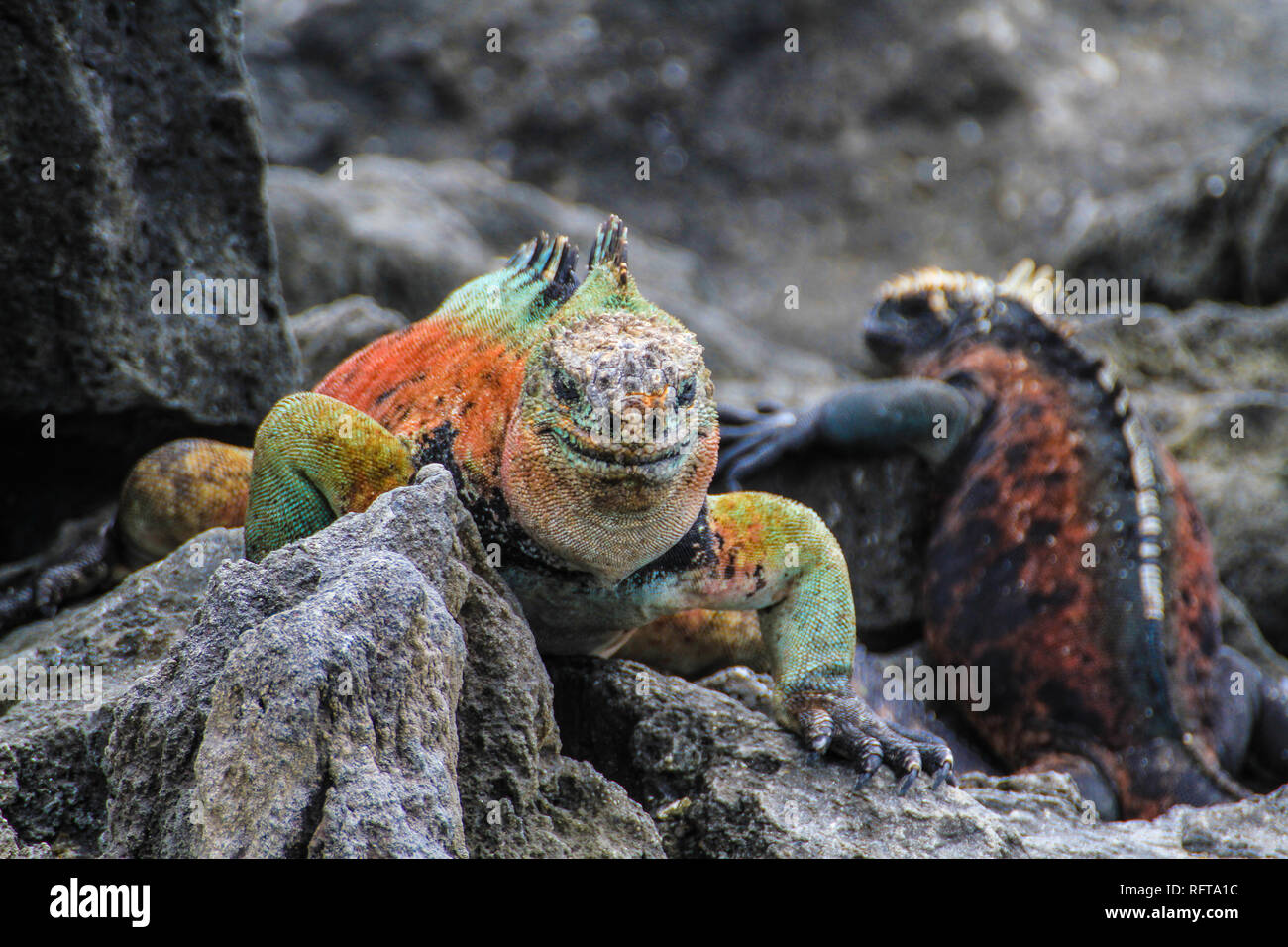 Farbenfrohe marina Iguana auf Galapagos, Ecuador Stockfoto