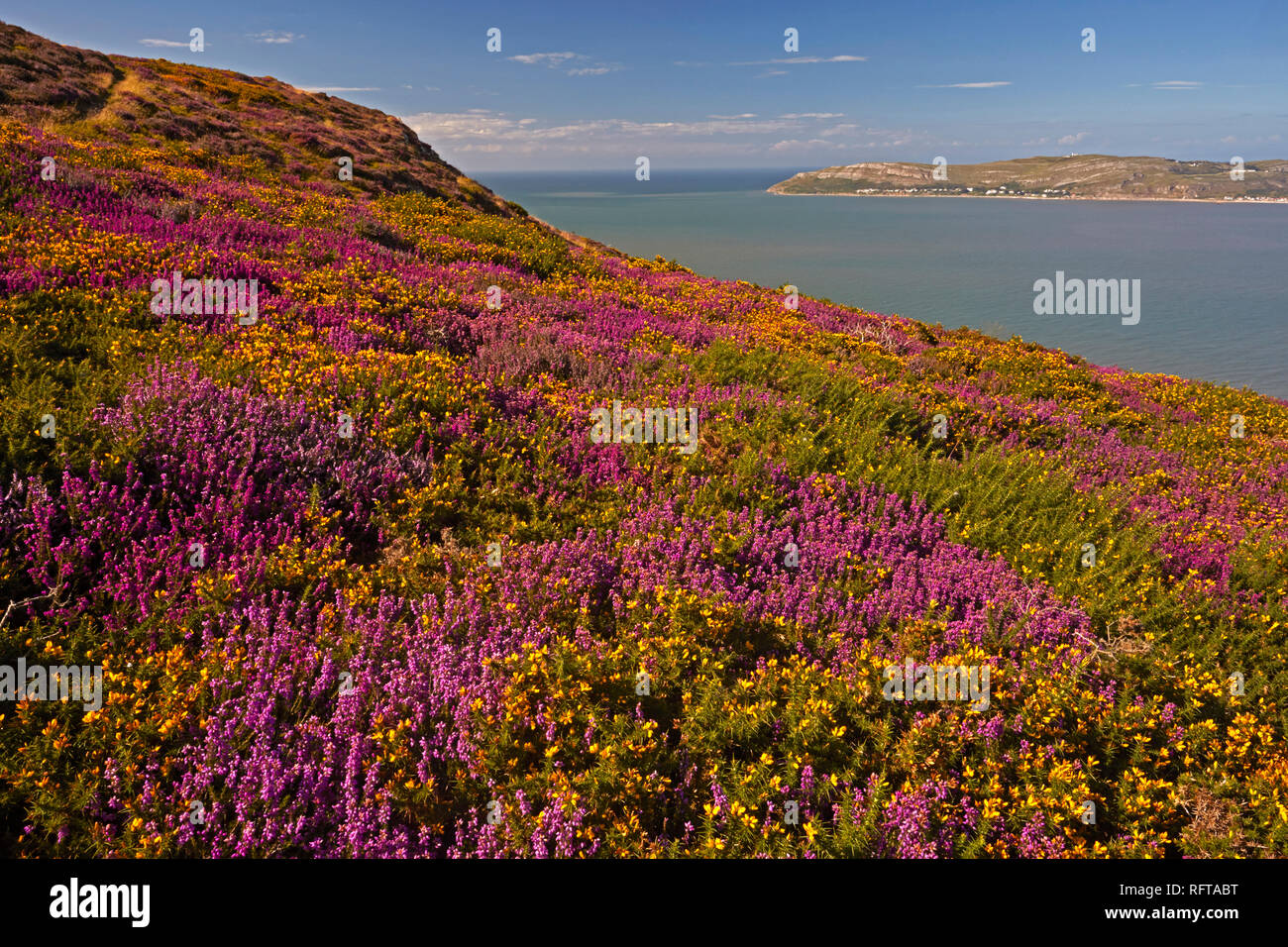 Glockenheide und westlichen Ginster über Conwy Bay suchen, von Sychnant Pass oben Conwy, North Wales, Vereinigtes Königreich, Europa Stockfoto