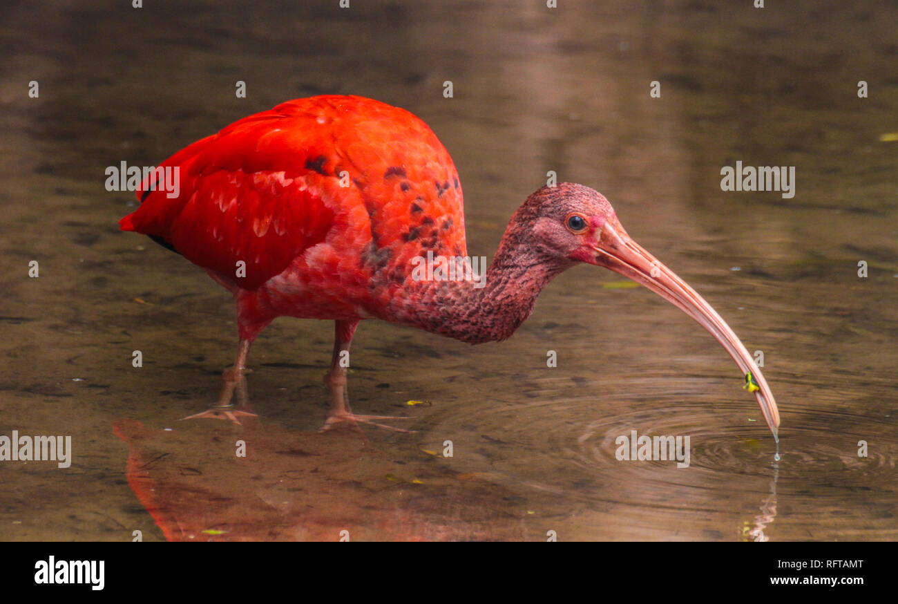 Schöner Vogel am Parque das Aves, Foz do Iguazu, Brasilien Stockfoto