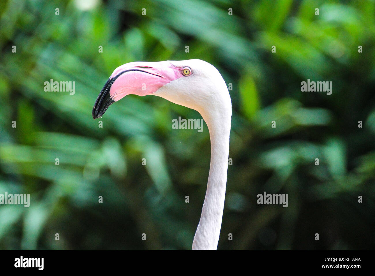 Rosa Flamingo Stockfoto