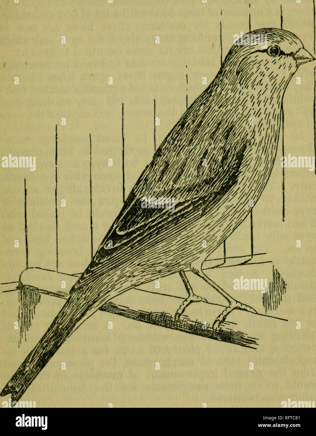 . Kanaren, eine vollständige und praktischer Leitfaden für die Zucht, Ausstellung und General Management dieser beliebten Vögel. Kanaren. Die norwich PLAINHEAD 213. Grüne Norwich Canary.. Bitte beachten Sie, dass diese Bilder sind von der gescannten Seite Bilder, die digital für die Lesbarkeit verbessert haben mögen - Färbung und Aussehen dieser Abbildungen können nicht perfekt dem Original ähneln. extrahiert. Haus, Charles Arthur. Philadelphia, David McKay Unternehmen Stockfoto