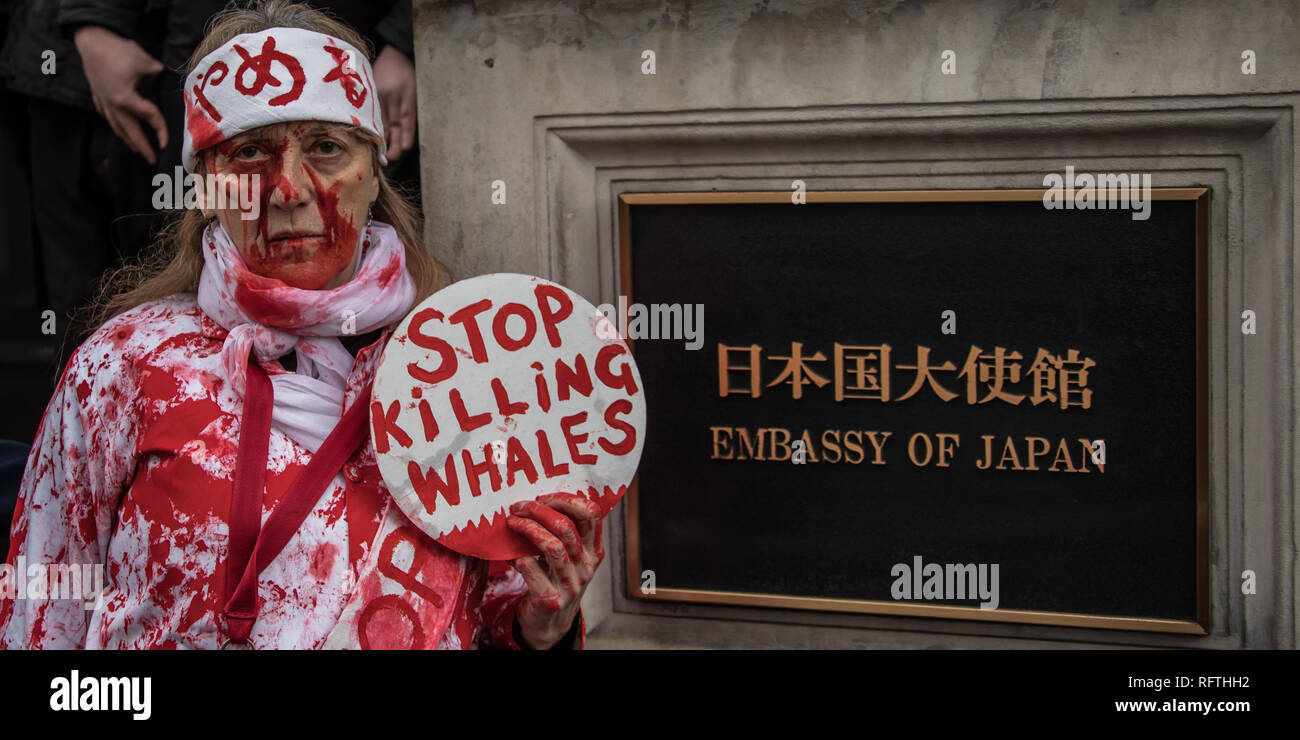 London, Großbritannien. 26. Januar, 2019. Die Demonstranten marschierten durch London vor der Vorführung in der Japanischen Botschaft nach Japan angekündigt, den kommerziellen Walfang wieder aufgenommen werden. David Rowe/Alamy Leben Nachrichten. Stockfoto