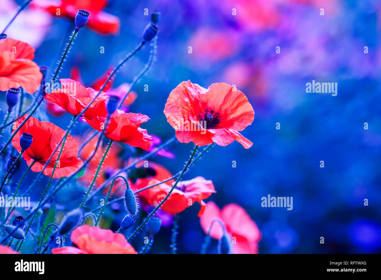 Natürliche Hintergrund mit hellen roten Mohn Blumen auf Sommer Feld in warmen weichen blauen Abend blühte Stockfoto
