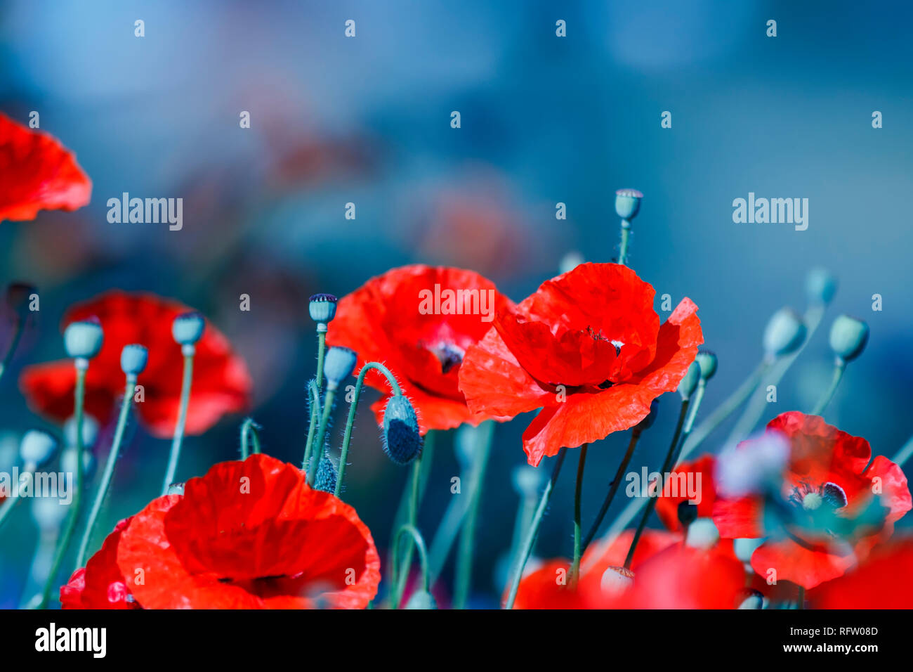 Natürliche Hintergrund mit roten Blumen Mohnblumen blühte auf einem Sommer Feld auf einem blauen Juni Abend Stockfoto