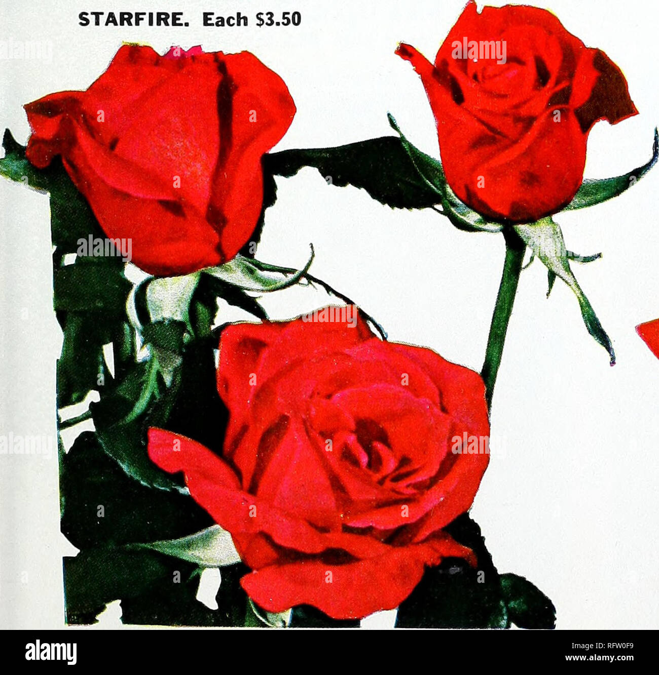 . Capitol City Samen für 1959. Baumschulen (Gartenbau) Kataloge, Leuchtmittel (Pflanzen) Kataloge Kataloge; Gemüse; Garten Werkzeuge Kataloge; Samen Kataloge. Horden PERFECTA. Jede $ 3.50 © WHITE KNIGHT. Jede S3. C0 STARFIRE. Jeden $ 3.50. Sammlung S 59-5 5 schöne Rosen illustriert Rosa Frieden. $ 3.00 Aztec $ 2,75 Kordes Perfecta. S 3,50 White Knight. $ 3,00 je eine oben Starfire. $ 3.50 RH, für $ Ich 3-85 normale Wert $ 15.75 AZTEC jeden $ 2,75. Bitte beachten Sie, dass diese Bilder aus gescannten Seite Bilder, die digital für die Lesbarkeit verbessert haben mögen - Färbung und Aussehen Dieser Lllustrat extrahiert werden Stockfoto