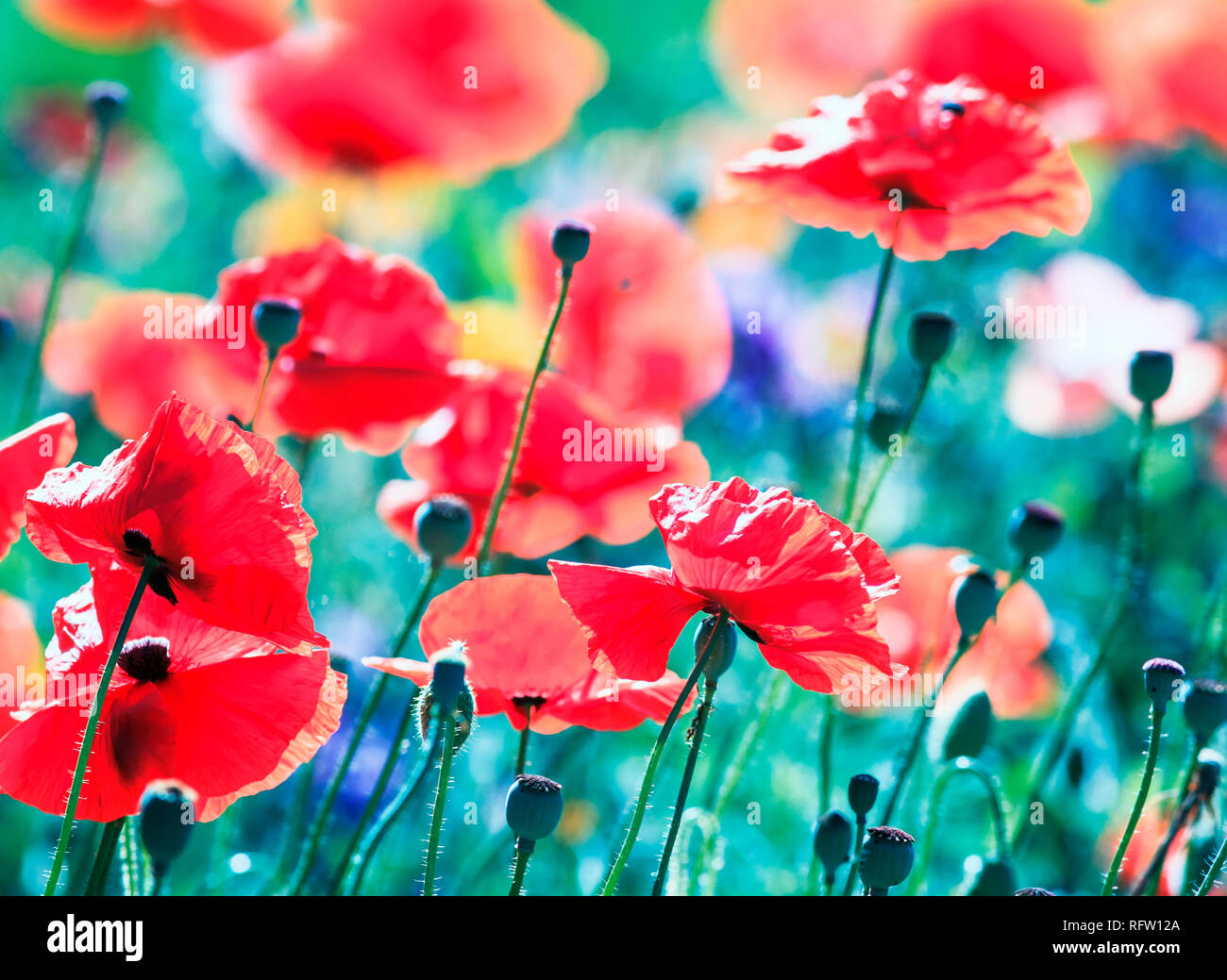 Natürliche Hintergrund mit roten Mohn Blumen blühten auf einem Sommer Feld auf einem warmen weichen Juni abends und helle Flecken brennen in der Sonne Stockfoto