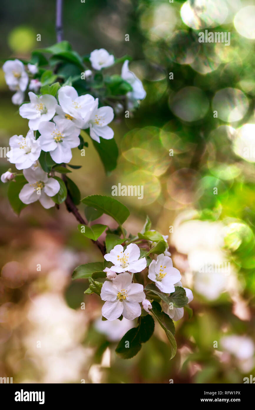 Apple tree branch mit weißen duftenden Blüten im Mai Frühling sonnige Garten und Highlights Stockfoto
