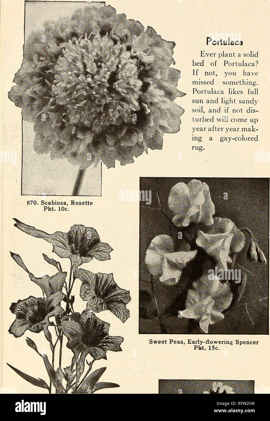 . Capitol City Seeds: 1952. Baumschulen (Gartenbau) Kataloge, Leuchtmittel (Pflanzen) Kataloge Kataloge; Gemüse; Garten Werkzeuge Kataloge; Samen Kataloge. Portulak je Pflanze einen soliden Bett von Portulak? Wenn nicht, haben Sie etwas verpasst. Portulak liebt volle Sonne und leichten sandigen Boden, und wenn nicht dis-turbed kommt Jahr für Jahr mak-ing ein gay-farbigen Teppich. 870. Scabiosa, Rosette Pkt. 10 C. Zuckererbsen, früh blühenden Spencer Pkt. ISc. 863 Aa Salpiglossis, Gemischt, Pck. 10 c. Bitte beachten Sie, dass diese Bilder sind von der gescannten Seite Bilder, die digital für die Lesbarkeit erhöht worden sein können extrahiert - Stockfoto