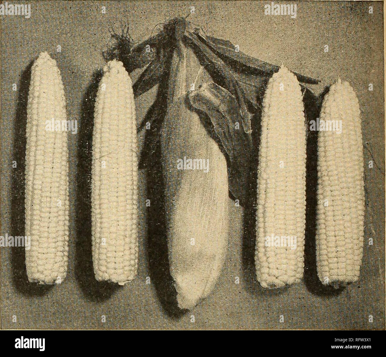 . Capitol City Samen für 1945. Baumschulen (Gartenbau) Kataloge, Leuchtmittel (Pflanzen) Kataloge Kataloge; Gemüse; Garten Werkzeuge Kataloge; Samen Kataloge. 188. Frühen Schneeball Blumenkohl. Pkt. 15 C. 534. Ioana Hybride Zuckermais. Pkt. 10 c. Bitte beachten Sie, dass diese Bilder sind von der gescannten Seite Bilder, die digital für die Lesbarkeit verbessert haben mögen - Färbung und Aussehen dieser Abbildungen können nicht perfekt dem Original ähneln. extrahiert. F. W. Bolgiano&amp; Co; Henry G. Gilbert Baumschule und Saatgut Handel Katalog Kollektion. Washington, D.C.: F. W. Bolgiano Stockfoto