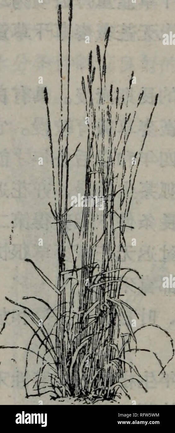 . Cao di yu Me di. Botanik. Å° ±¬ Ç¼è²ãå åae © ççç ¦ ¾Ae¬ç§ èç ±";'ae ¥ å - £ Å¾å¿ "É²äººè¢ç © Åå¹µ è±ãå ¨ è¯å ¥ ½Ççé · ae¡ä"¶ä'È½ç²å¾å © ae¬¡ae¶ Å²åae¬¡µé äºç åçèãae ¥ §§ å ç¨ ååç ¼ç ¨ ã. Bitte beachten Sie, dass diese Bilder sind von der gescannten Seite Bilder, die digital für die Lesbarkeit verbessert haben mögen - Färbung und Aussehen dieser Abbildungen können nicht perfekt dem Original ähneln.. Yi Wan nuo fu. Xu mu shou Yi Tu shu Chu verbot sie extrahiert Stockfoto