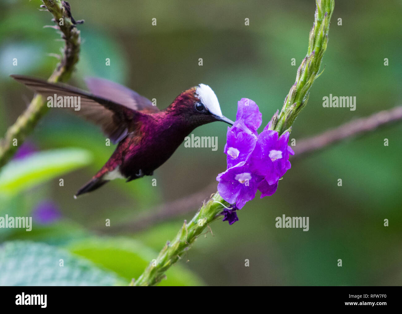 Ein snowcap (Microchrea albocoronata) Kolibri Fütterung auf Blumen. Costa Rica, Mittelamerika. Stockfoto