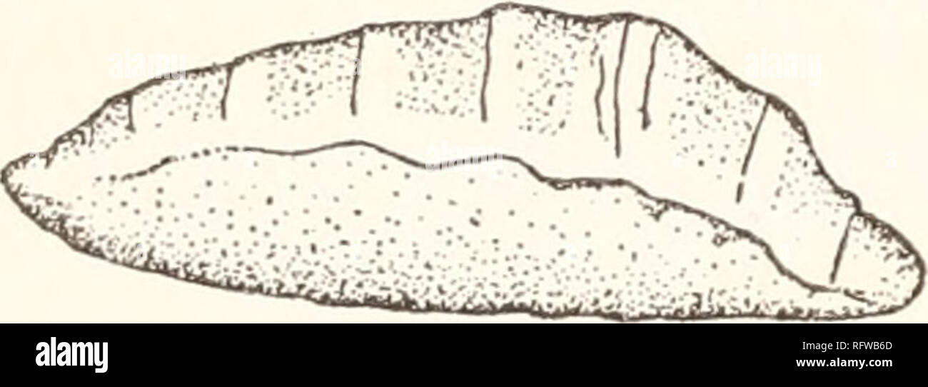 . Der Carnegie Institution in Washington Publikation. 40 FAUNA VON MAYFIELD'S CAVE. Dies ist einer der aktivsten des in der Höhle fliegen gefunden. Es kriecht und fliegt schnell bereitwillig. Wenn starkes Licht auf sie geworfen, es kriecht oder Flügel schnell und wenn sie gefunden werden, müssen sofort wenn überhaupt gefangen werden. Die Larven und erwachsenen Leben auf Verrottenden pflanzlichen und tierischen Materie. Die Larven dieser Arten und andere Larven wurden in das Labor in Stücken von Köder, die in der Höhle hatte, gebracht. Die Larven waren nicht von den anderen unterscheiden, aber die Puppen wurden identifiziert und zwei Zeichnungen gemacht (Abb. Stockfoto