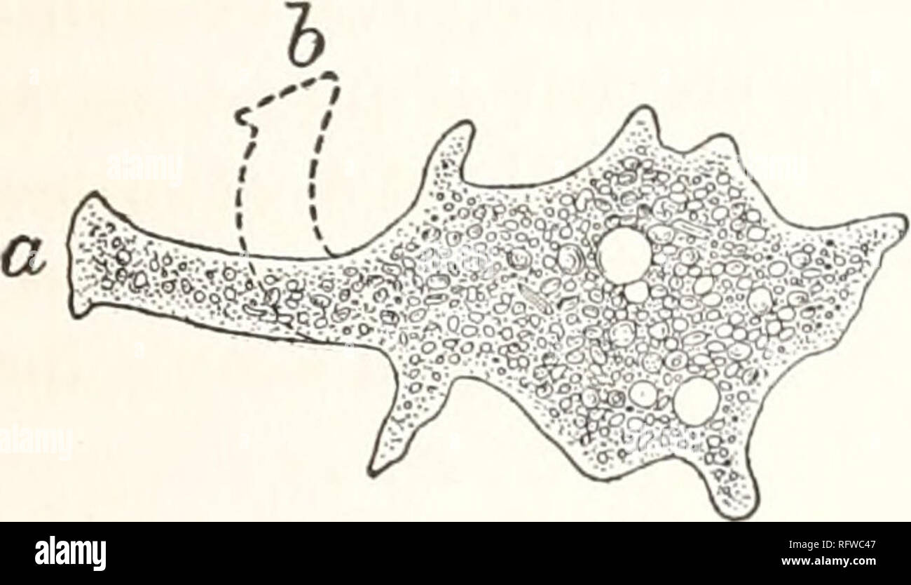 . Der Carnegie Institution in Washington Publikation. Die Bewegungen und die Reaktionen von AMCEBA. 175 ELASTIZITÄT DER FORM IN AMCEBA. Für ein echtes Verständnis der Phänomene gezeigt durch amoeboid Protoplasma ist es wichtig, zu realisieren, dass es, neben einigen der wichtigsten Eigenschaften von Flüssigkeiten, die eine Reihe von Eigenschaften, die in der Regel als Merkmal von Feststoffen. Dies kam deutlich in einigen meiner Experimente. Sie zeigen, dass die Amöbe hat Elastizität der Form in erheblichem Maß. Diese Experimente bestand in der Veränderung der Formen der Amöbe mit einem feinen Kapillare Glasstab, unter dem microscop Stockfoto