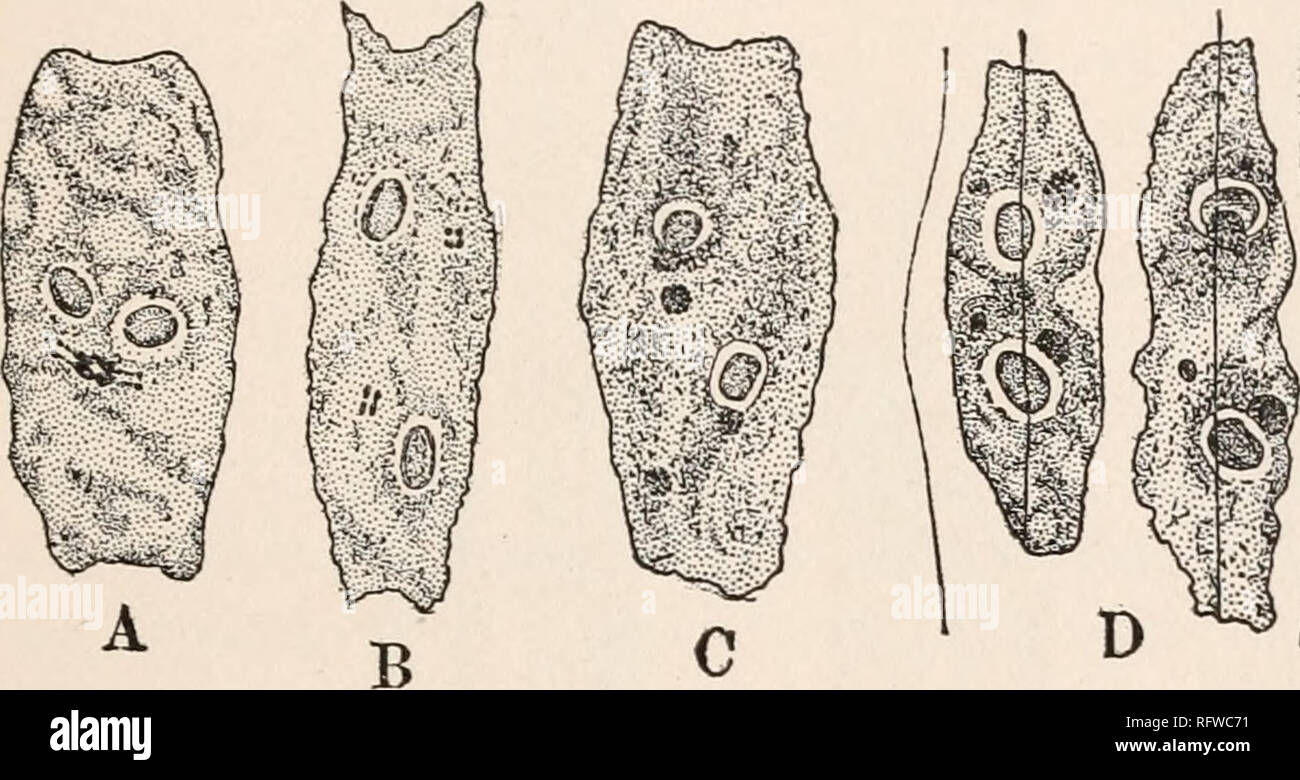 . Der Carnegie Institution in Washington Publikation. COSMARIUM CLOSTERIUM UND. Diatomeen. 73 nach Klebahn, tritt kurz vor der Flucht der Inhalt der Zygote aus der äußeren Membran (Abb. 21, A, B). Während letztere die Fusion Kern häufig Anzeichen des nahenden karyokinesis (Abb. 21, C). Es folgen nun zwei karyokinetic Divisionen in rascher Folge, so dass jede Tochterzelle enthalten zwei Kerne (für eine Zelle - Abteilung können auch stattgefunden haben) von denen bleibt als Kern der Tochter Zelle, während die anderen nach und nach erfährt Desorganisation (Abb. 21, Stockfoto