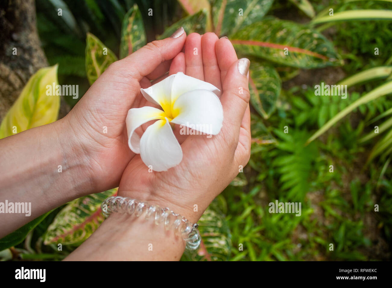 Weibliche Hände halten exotische Blume, plumeria Stockfoto