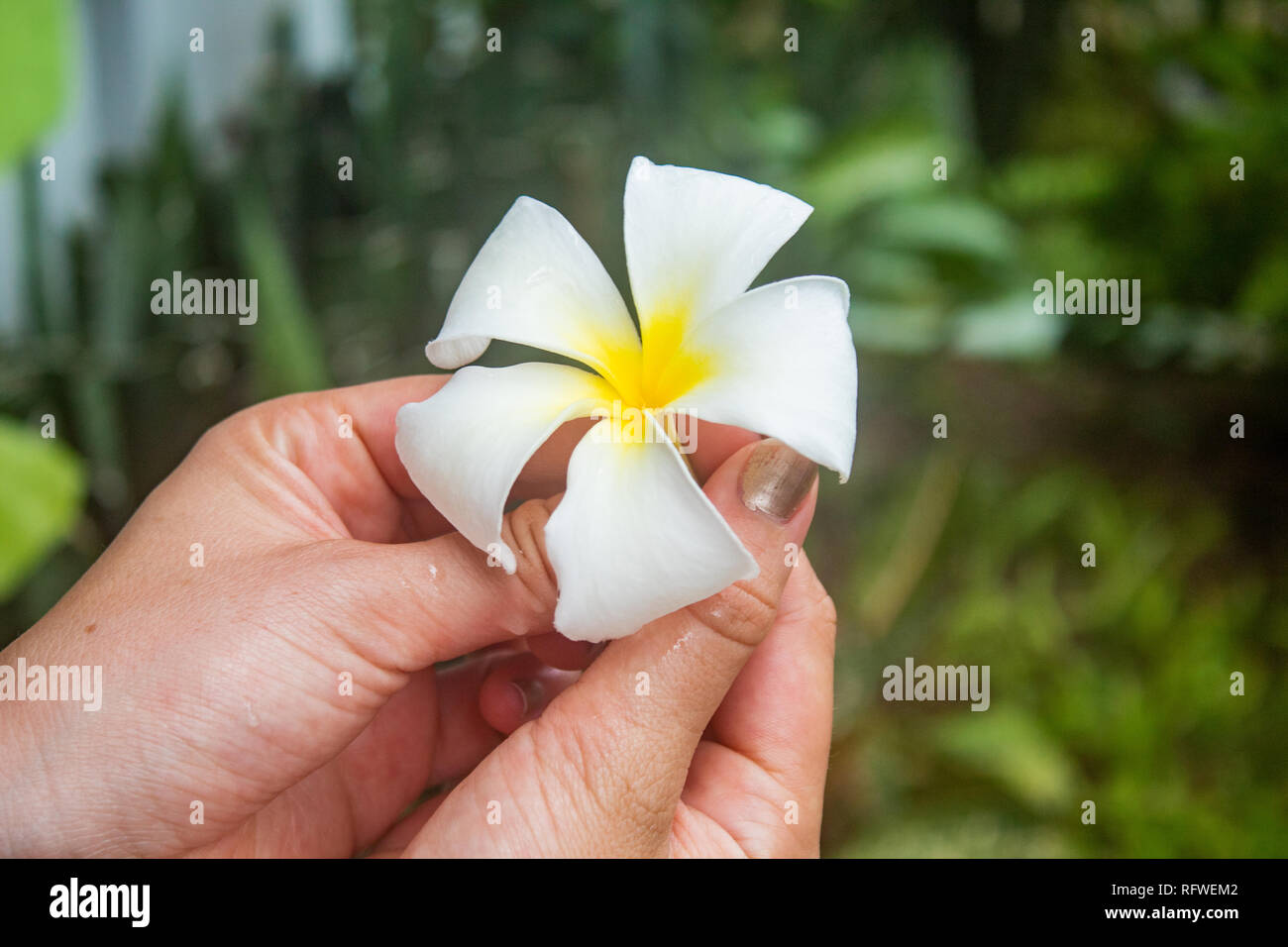 Weibliche Hände halten exotische Blume, plumeria Stockfoto