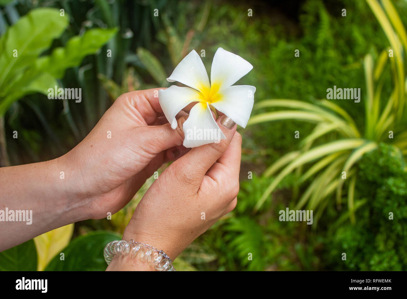 Weibliche Hände halten exotische Blume, plumeria Stockfoto