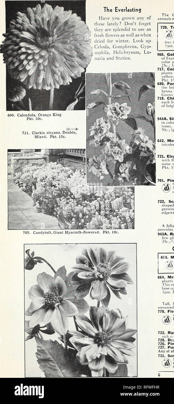 . Capitol City Samen für 1957. Baumschulen (Gartenbau) Kataloge, Leuchtmittel (Pflanzen) Kataloge Kataloge; Gemüse; Garten Werkzeuge Kataloge; Samen Kataloge. Die Ewigen haben Sie in letzter Zeit gewachsen? Vergessen sie nicht, sie sind so herrlich frische Blumen als auch für den Winter getrocknet zu verwenden. Suchen Sie Celosia, Gomphrena, Gyp-sophila, Helichrysum, Lu-naria und Statice.. Celosia A. Die hahnenkämmen und Woolflowers sind specta Jahrbücher besonders wünschenswert für den Winter trocknen. 720. Toreador. Große, helle rote Kämme von einheitlicher Farbe und sogar Wachstum. Kompakte Köpfe der Cristata Typ, mit den meisten Fl Stockfoto