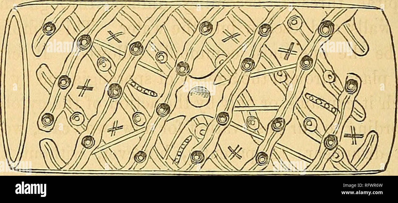 . Die kanadische Naturforscher und Geologe. Naturgeschichte, Geologie. 458 Fresh-Water Algoe von Kanada. wurde von Herrn Bowerbank in einer Spezies von Zygnema, die ich ihm übertragen bemerkt, und später von selbst in eine Vielzahl von anderen Arten. Das eine ist kreuzförmig und Anhänger an die innere Wand der Zelle, (siehe Abb. 5). Sie, Herr Bowerbank Erläuterungen, die pflanzlichen Struktur, sondert die raphiden. Sie sind pro-bably nicht bestimmte Organe, aber die Kristalle. Der andere Körper ist klein, länglich, etwas gebogen und befestigt oder liegend auf der Pflanze, (siehe Abb. 5). Dies, Herr B. beobachtet, ist sicher Stockfoto