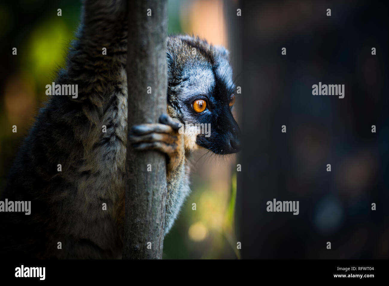 Gemeinsame Braun Lemur (Eulemur fulvus), Andasibe, Madagaskar, Afrika Stockfoto