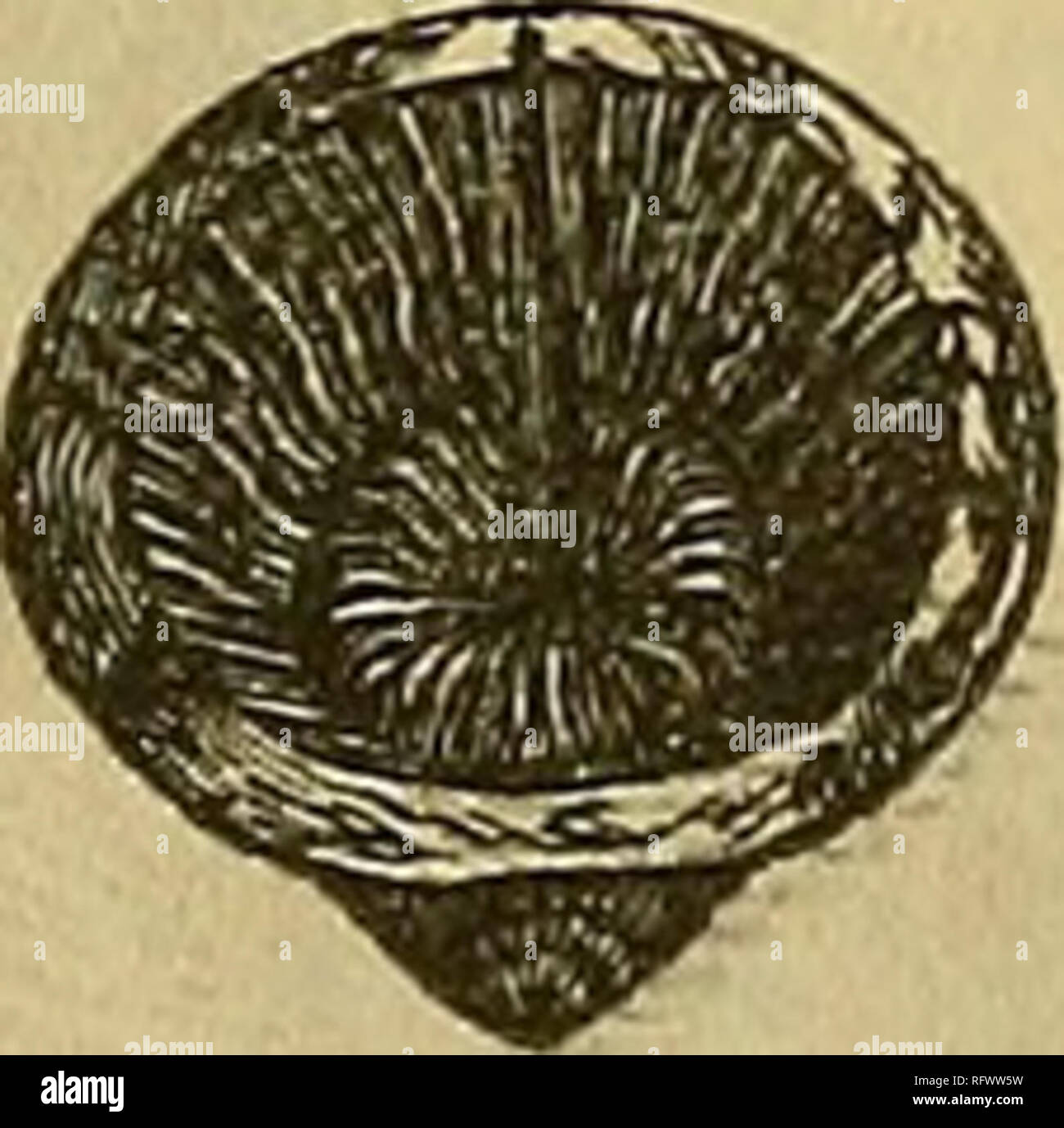 . Die kanadische Zeitschrift für Wirtschaft, Wissenschaft und Kunst die DEVONISCHER FOSSILIEN KANADAS WESTEN. 261 50 erscheint die gemeinsame Nummer zu sein. Es gibt zwei oder drei quer Membranen in einer Zeile. In den meisten der Corallites gibt es einen zentralen Bereich, eine Linie oder ein bisschen weniger im Durchmesser, in die das strahlende Septen nicht durchdringen. Andere in der gleichen Masse scheinen ohne diesem zentralen Bereich zu sein. Oberfläche mit einem etwas dick epitheca, die, wo perfekt erhalten, ist wunderschön gestaltet und mit herrlichen überfüllten verziert, Schlieren umkreisen, von fünfzehn bis zwanzig in der Breite einer Zeile. Zusätzlich zu diesen Stockfoto