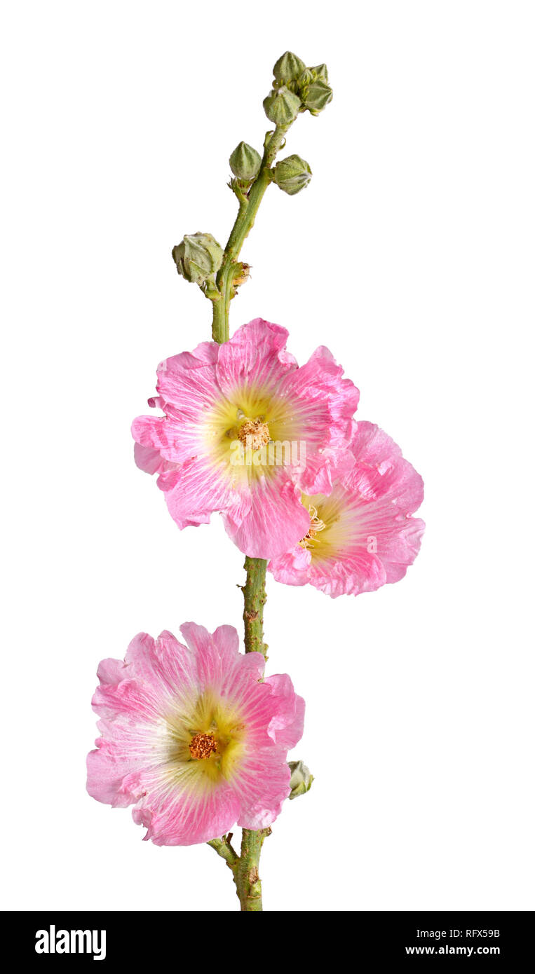 Einzelnen Stamm mit drei rosa und gelben Blüten der Malve (Alcea rosea) gegen einen weißen Hintergrund isoliert Stockfoto