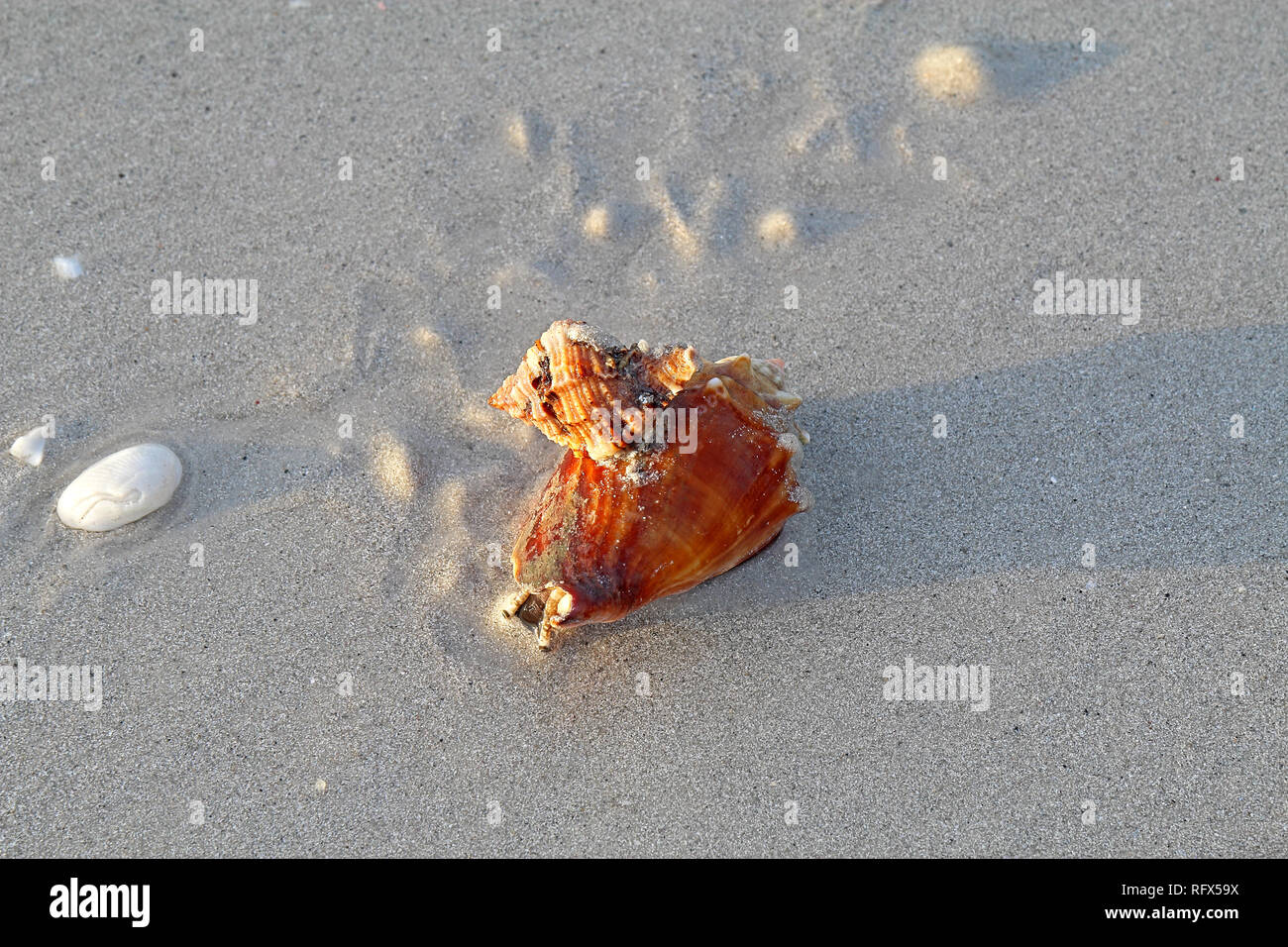 Räuberische apple murex Schnecke (Phyllonotus pomum) angreifen und Essen ein Florida fighting Conch (Strombus Alatus) Lighthouse Beach auf Sanibel Island Stockfoto