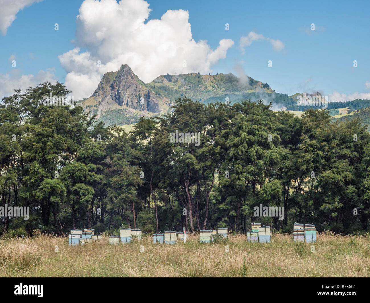 Ländliche Bienenhaus, Bienenstöcke in der rauhen Weide nächsten Wald kanuka, Tapuaeroa Valley, East Cape, North Island, Neuseeland Stockfoto