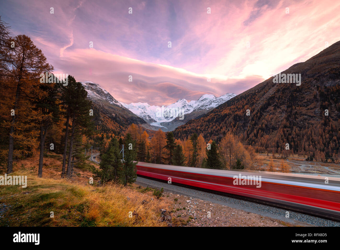 Bernina Express und die bunten Wälder im Herbst, Morteratsch, Engadin, Kanton Graubünden, Schweiz, Europa Stockfoto