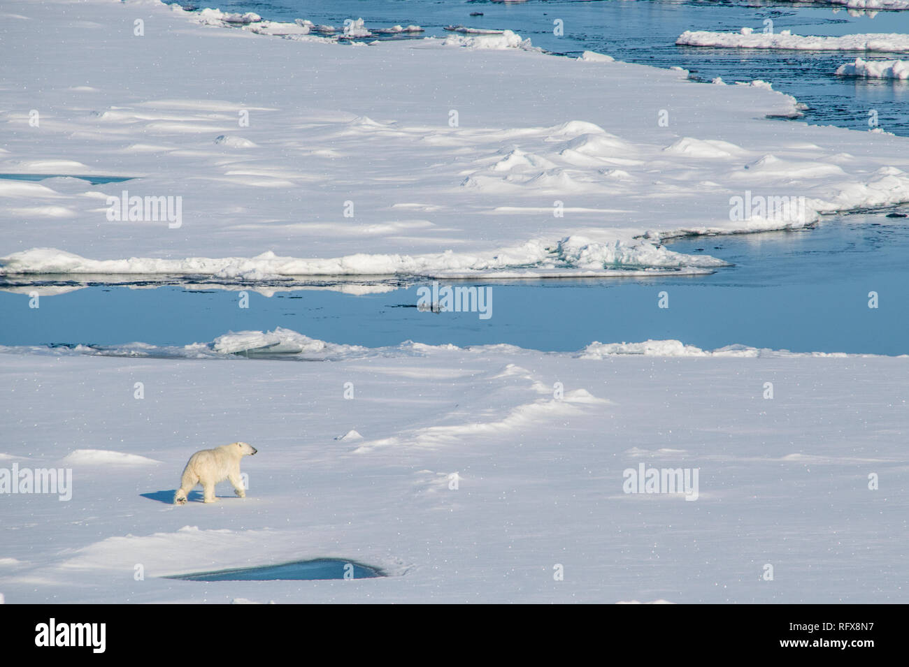 Eisbär (Ursus maritimus) in der hohen Arktis nahe dem Nordpol, Arktis, Rußland, Europa Stockfoto