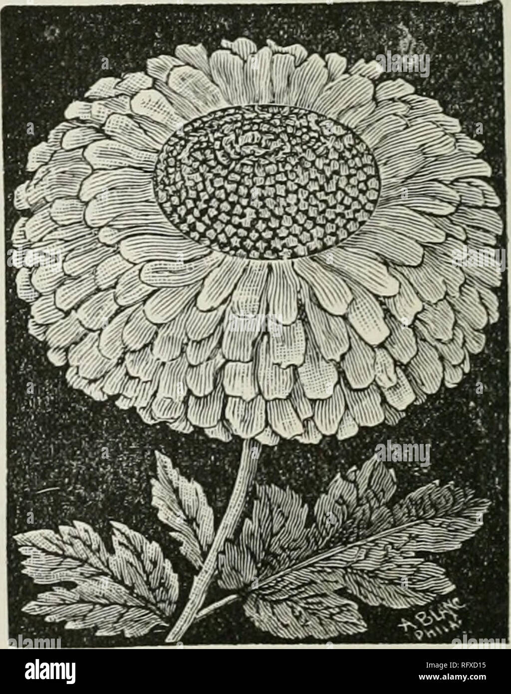 . Die kanadische Gärtner [monatlich], 1887. Gartenarbeit; Kanadische Zeitschriften. ^ LW" - PH'l-* - Die POMPON. Pom/) auf. - Schwarz Douglas, Crimson, Schneeglöckchen, weiß; Modell der Vollkommenheit, Rosa.. - ANEMOKE FLOWKRED. [A Tiemone-Flowered.-Antonius, Can-ary Gelb; Kontrast, satten Crimson.] - Vick's Monatlich.. Bitte beachten Sie, dass diese Bilder sind von der gescannten Seite Bilder, die digital für die Lesbarkeit verbessert haben mögen - Färbung und Aussehen dieser Abbildungen können nicht perfekt dem Original ähneln. extrahiert. St. Catharines, E.S. Leavenworth Stockfoto