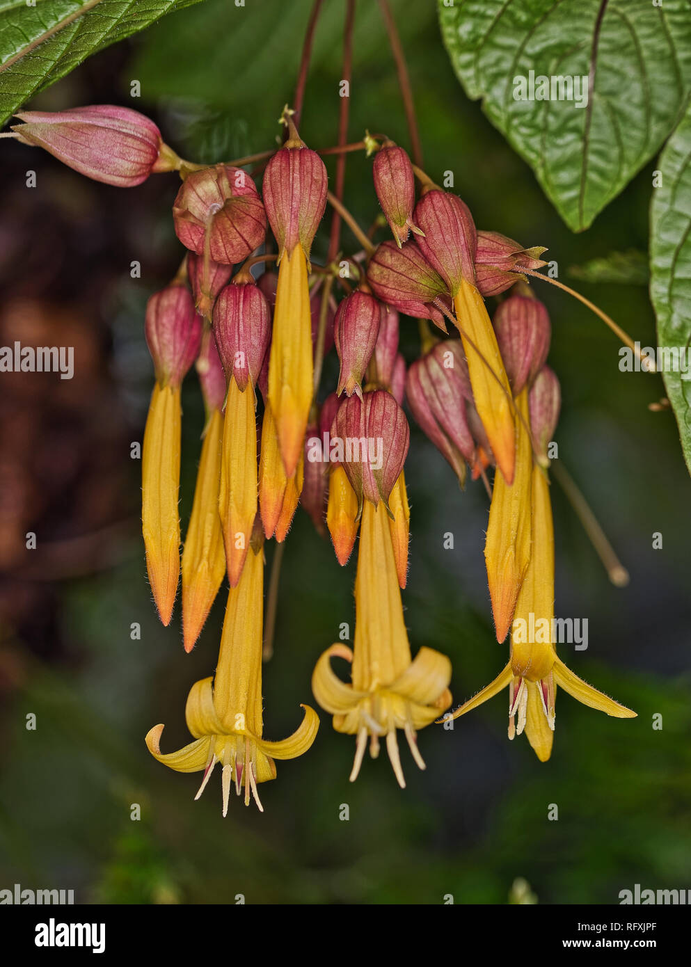 Pflanzen Blumen Botanischer Garten Basel, Schweiz Stockfotografie - Alamy