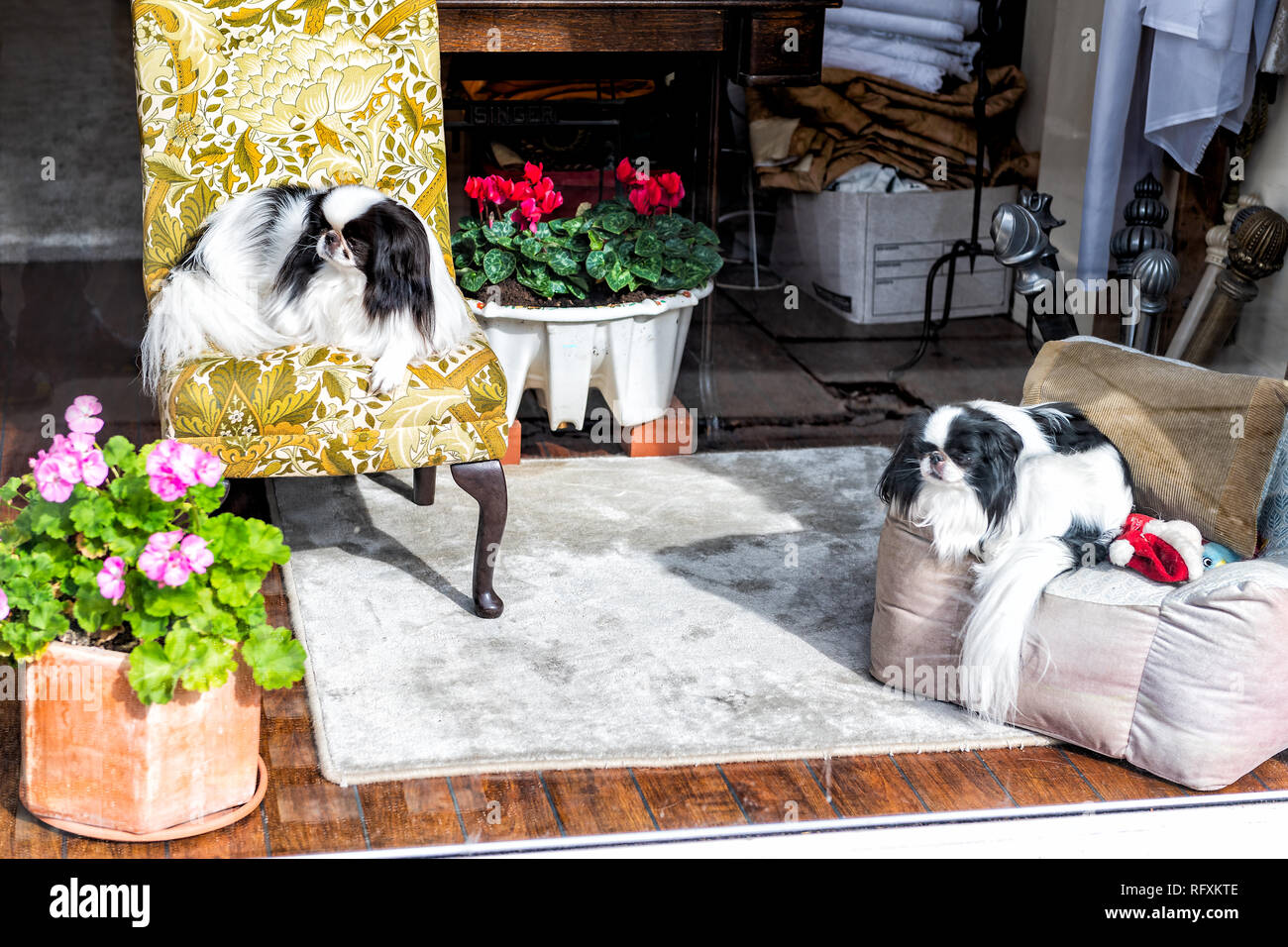 Japanische Kinn kleiner Hund Rasse Stammbaum Fangzähne ausruhen drinnen sitzen auf Stühlen cute adorable Interieur in Home Stockfoto