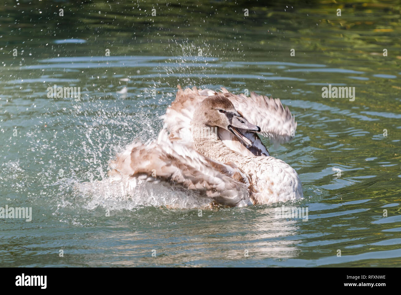 Grau Schwan in der Badewanne und Reinigung seine Federn in den Teich Stockfoto