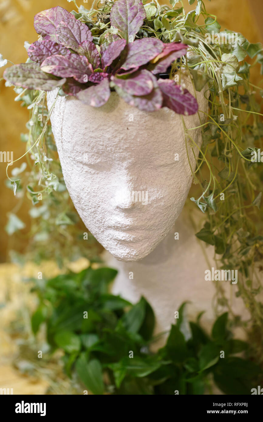 Curly Zweige indoor Blumen aussehen wie die Haare auf dem Kopf eines Mädchens. Topf für Zimmerpflanzen in der Form des Kopfes eines hübschen Mädchens gemacht Stockfoto