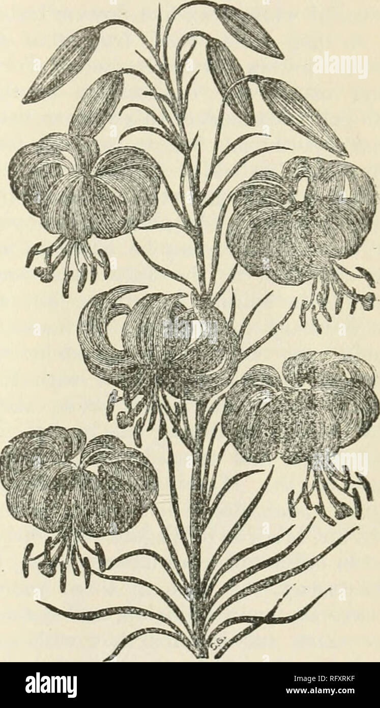 . Die kanadische Gärtner [monatlich], 1887. Gartenarbeit; Kanadische Zeitschriften. Die kanadische Gärtner. 181 Aber es ist anders mit allen höheren Pflanzen. Samen in einer Lösung von Arsen getränkt wird nicht keimen, und die Knospen auf die es frei angewandt wurde nicht erweitern, während die Wurzeln und junge Triebe der Pflanzen Eintauchen in er zugrunde gehen. Es lias auf den Seiten des Gärtner gesagt wurde, denke ich, dass nur die Blätter der Kartoffel zerstört werden kann oder die Blütenblätter der Apple Blossom, während die Knollen, die in dem einen Fall, und die Frucht in den Anderen, bleiben unversehrt. Aber das ist nur ein par Stockfoto