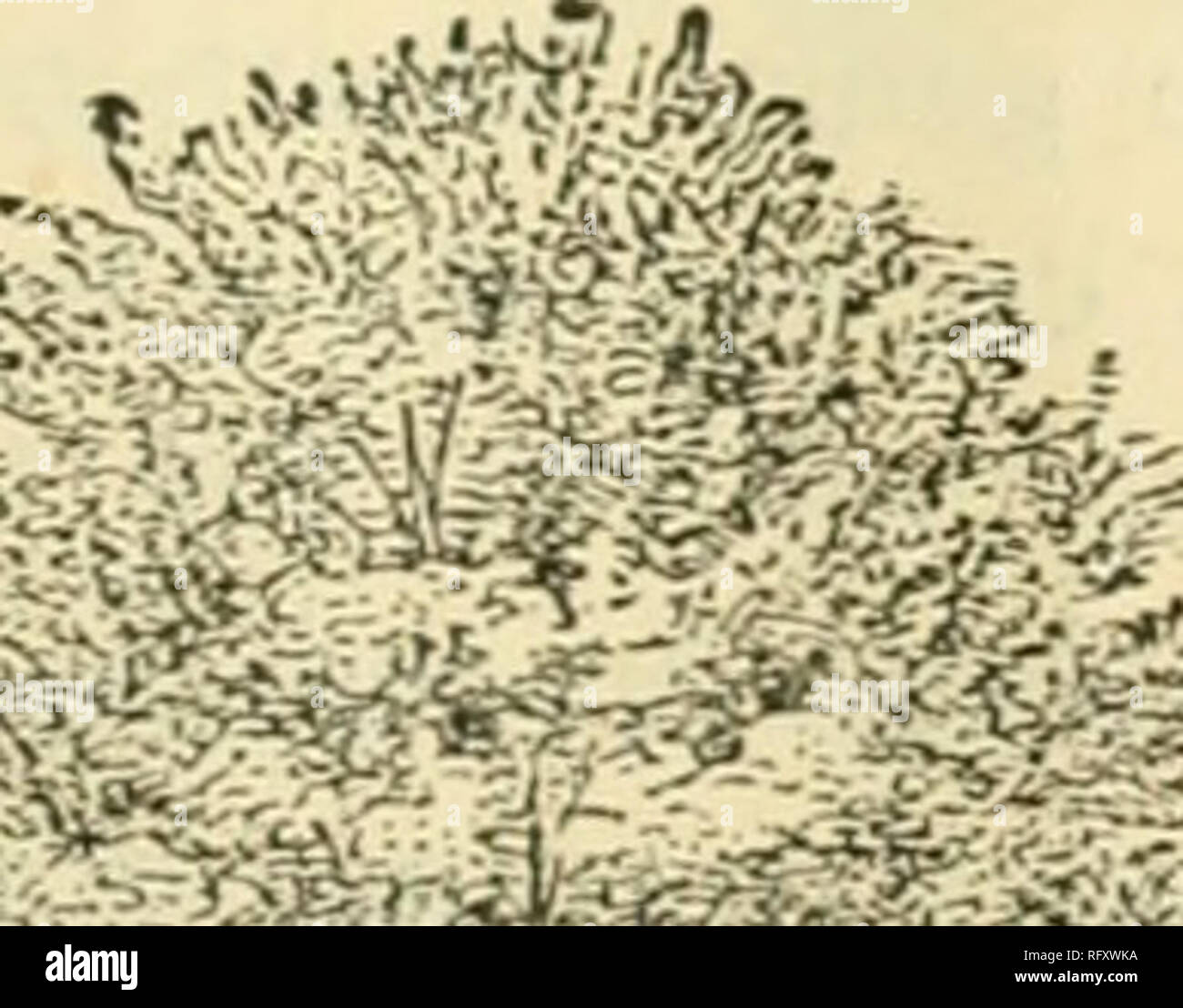 . Die kanadische Gärtner [monatlich], 1892. Gartenarbeit; Kanadische Zeitschriften. Die kanadische Gärtner. 351 ABSCHWEIFENDE ANMERKUNGEN {Conduued). Er Downing Everbearing Mulberry hat offenbar gekommen, um zu bleiben: Mindestens, erwies es sich perfekt in diesem Abschnitt hardy zu sein, und für die letzten zwei Jahreszeiten ergab eine schöne Ernte von angemessener Größe bläulich-schwarz, Rüstige aromatisiert Beeren. Neben der Fruchtkörper Qualitäten er hat eine hübsche dekorative Optik. Habe die Entscheidung für eine Verringerung der Russischen Vielfalt betrachtet, wie sie in einem früheren Artikel erwähnt, und jetzt Zweck Nutzung der Bestände durch Pfropfung oder angehende. Stockfoto